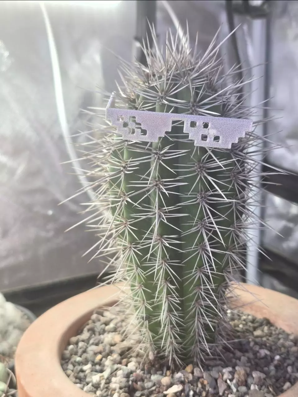 Pachycereus pringlei aka False Saguaro aka Cardon thumbnail