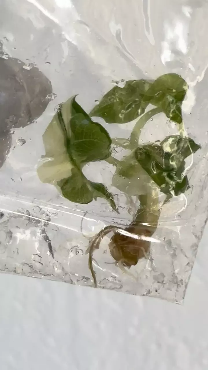 Alocasia Polly snowflake high var #3 thumbnail
