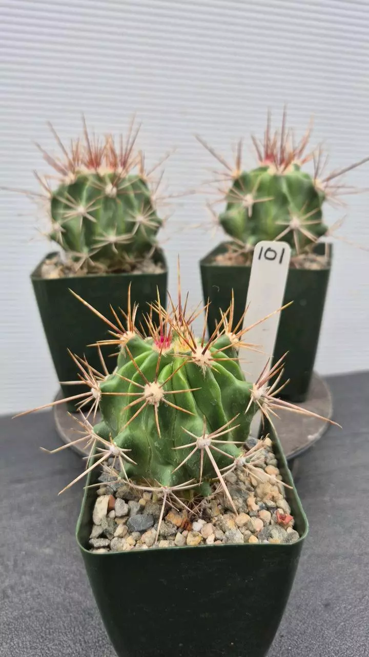 101 Ferocactus diguetii var. carmenensis thumbnail