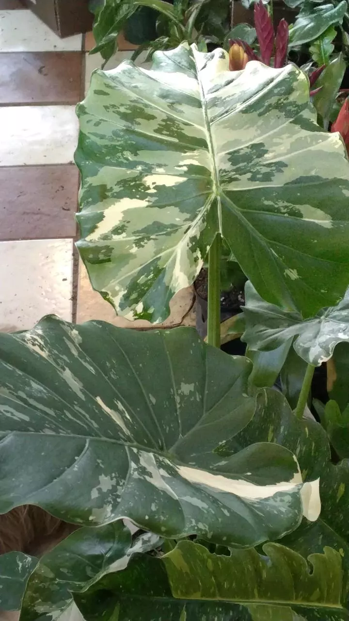 Alocasia gageant 6 inch thumbnail