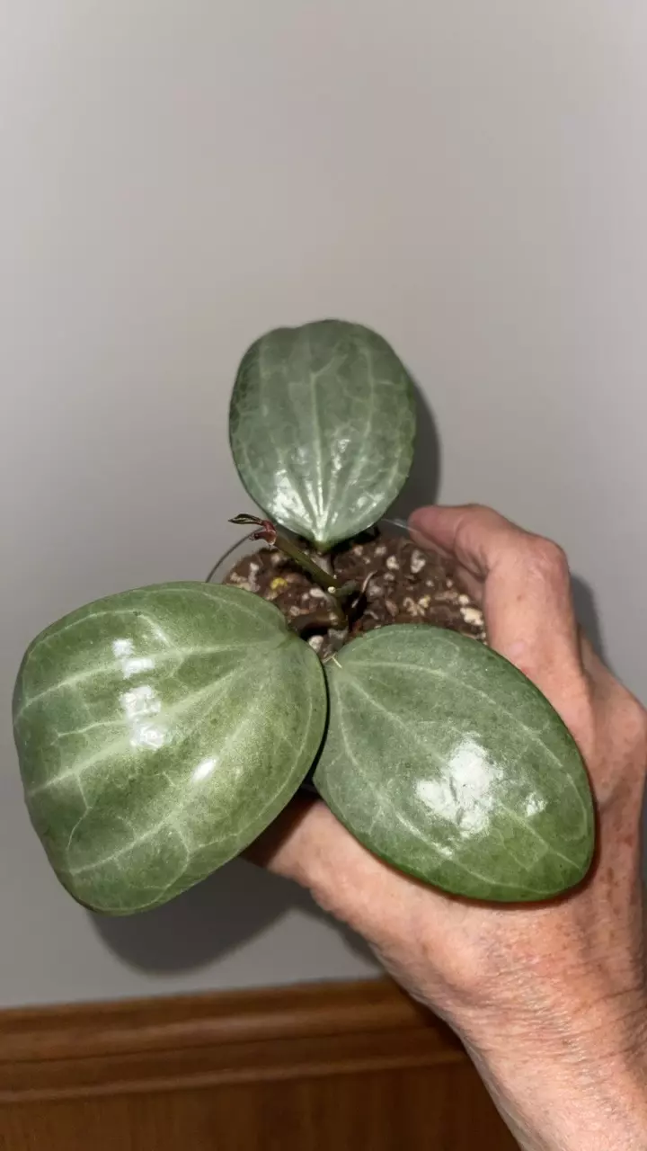 580 Hoya latifolia Silver 😍 thumbnail