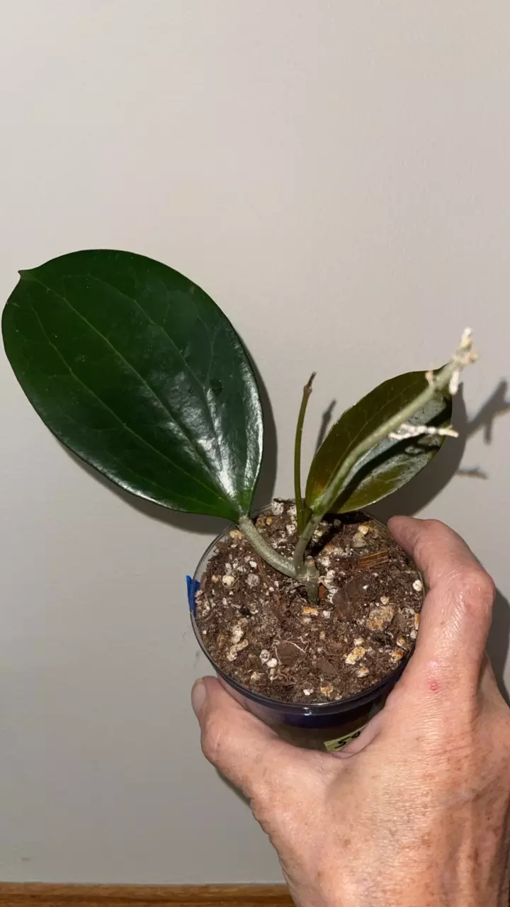 581 Hoya Idaho hybrid (Hoya MB 001 × Hoya aldrichii) thumbnail