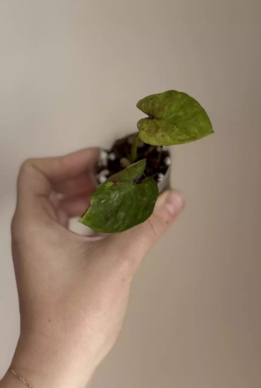 Thai Caladium thumbnail