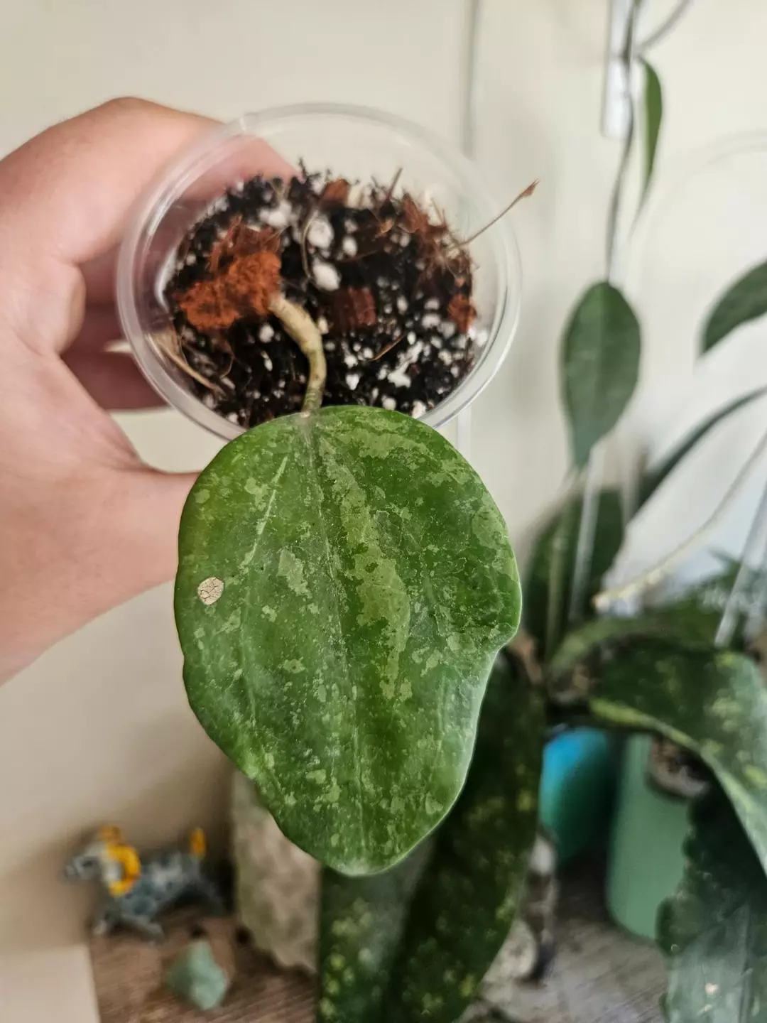 Hoya Macrophylla Snow Queen #541 thumbnail