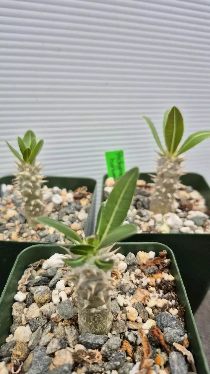 A22 Pachypodium horombense thumbnail