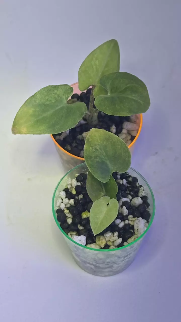 Var lauterbachiana thumbnail