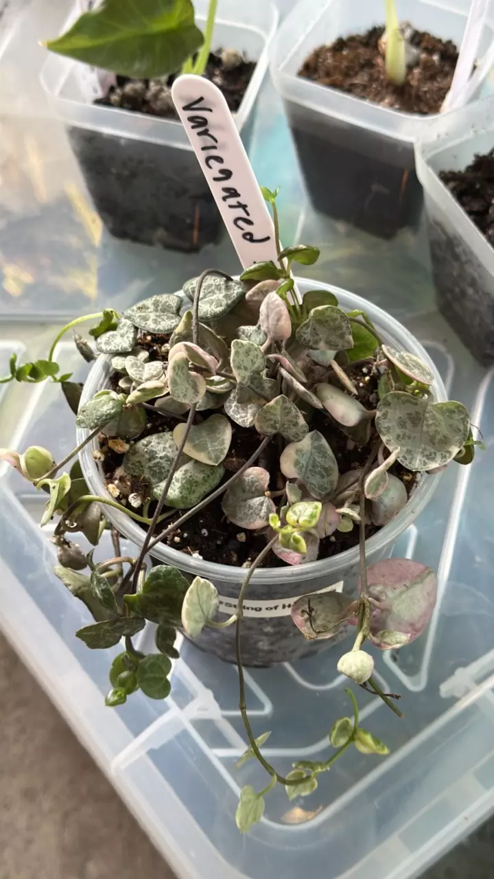 Peperomia String of Turtles Variegata thumbnail