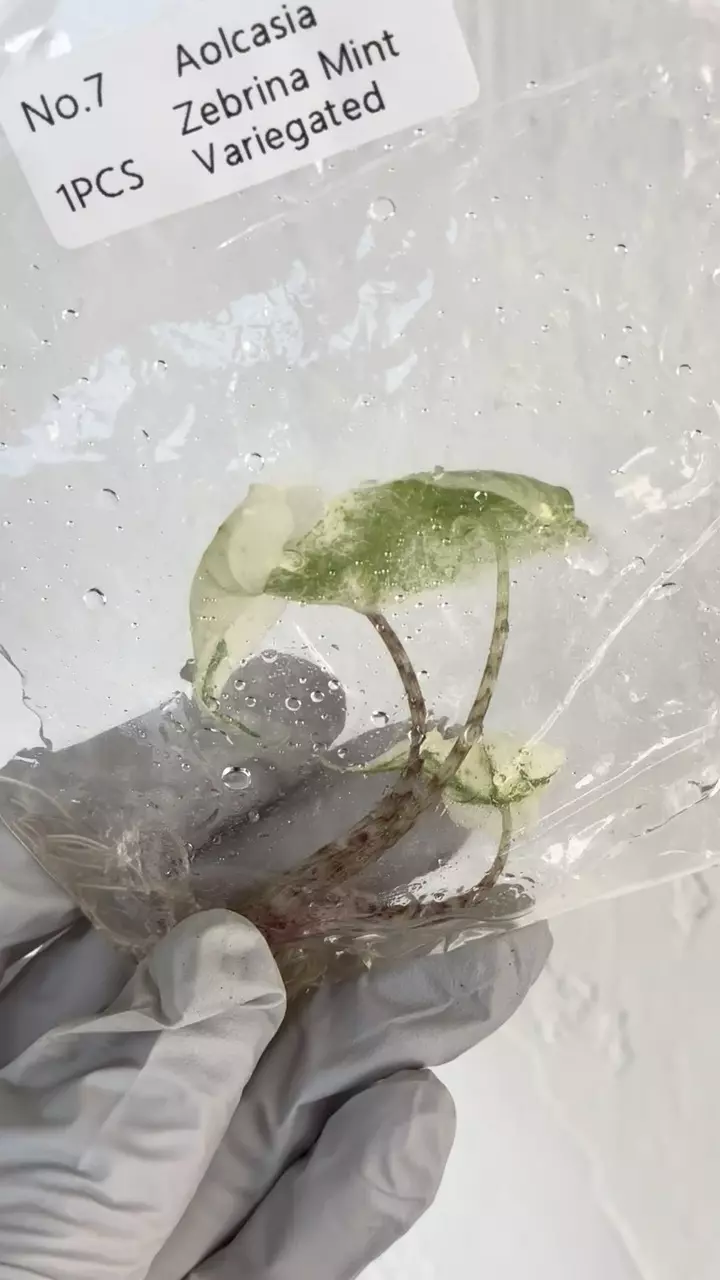Alocasia Zebrina mint tc in gel #7 thumbnail