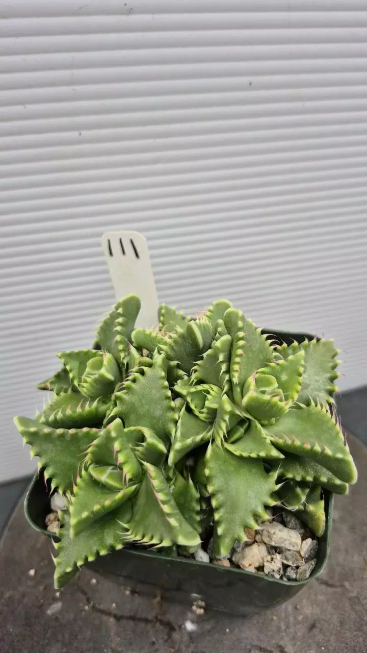 111 Faucaria felina thumbnail