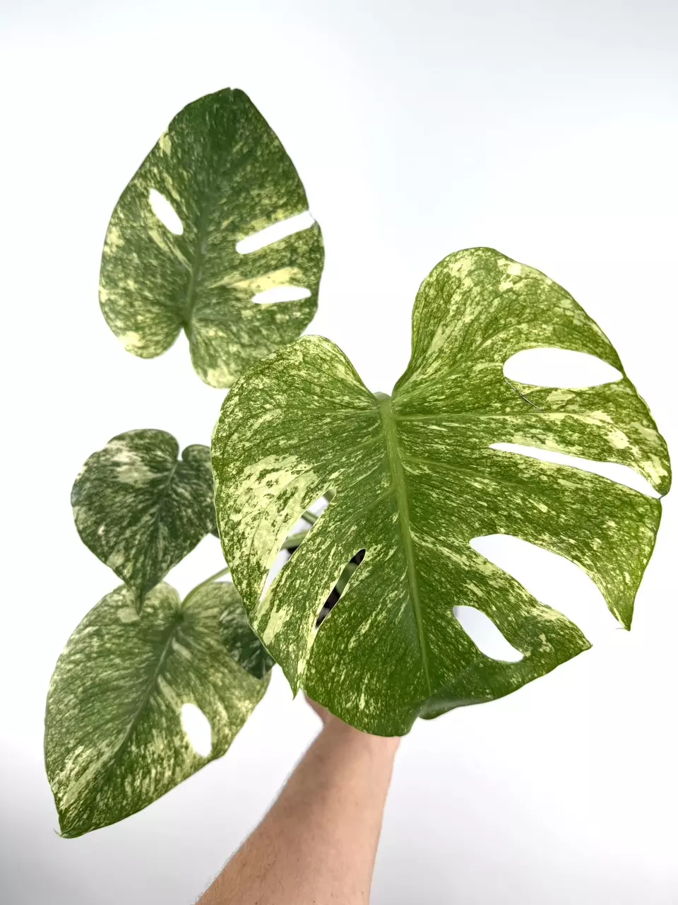 Monstera White Monster # 733 thumbnail