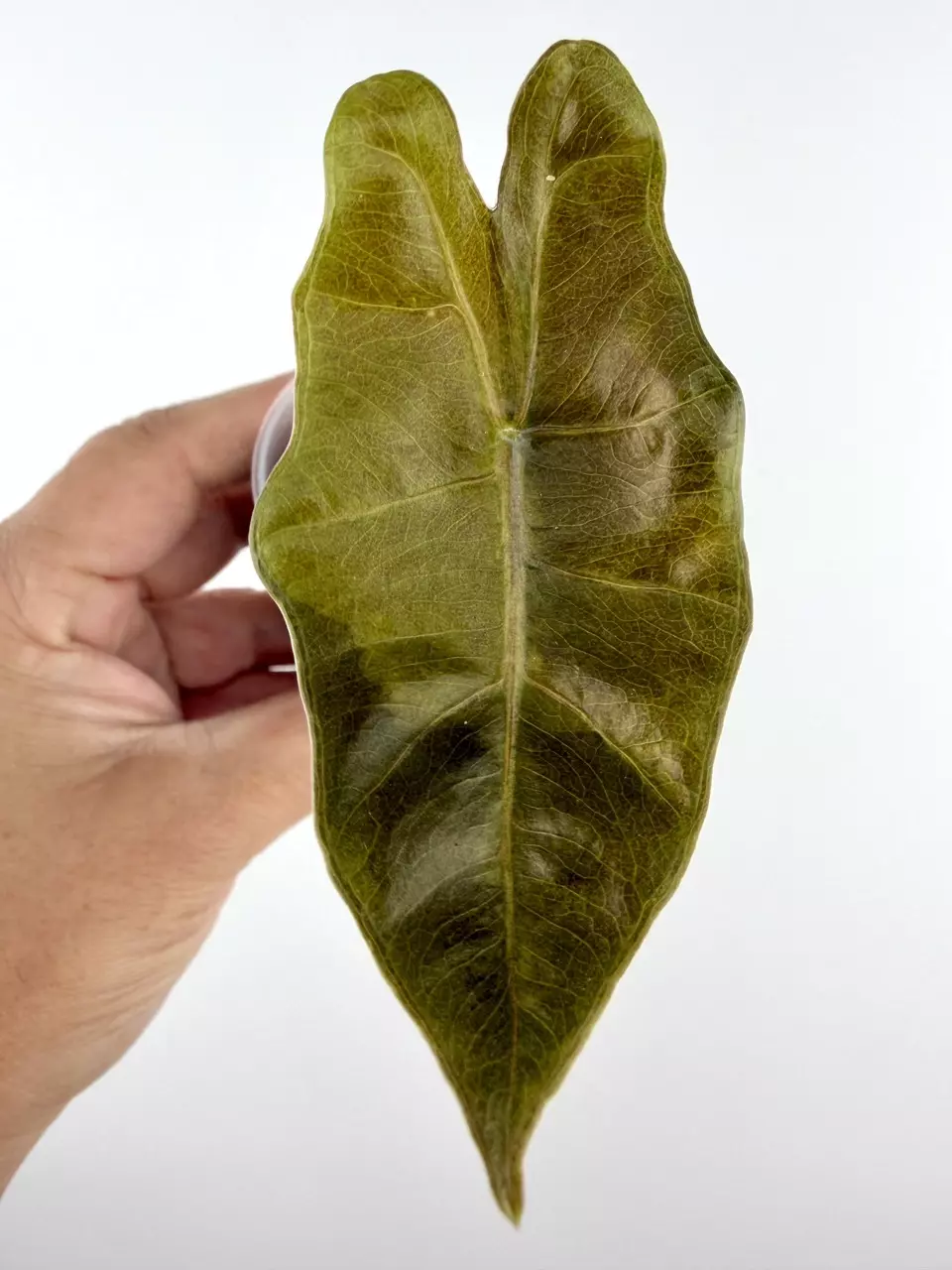 Alocasia Pseudosanderiana Aurea Variegated # 731 thumbnail