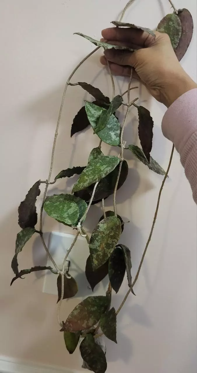 Hoya caudata silver ( full plant) thumbnail