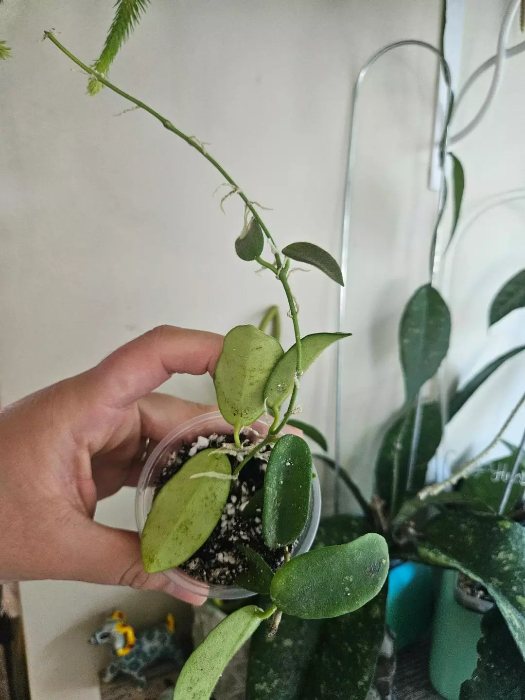 Hoya Thomsonii splash #328 thumbnail