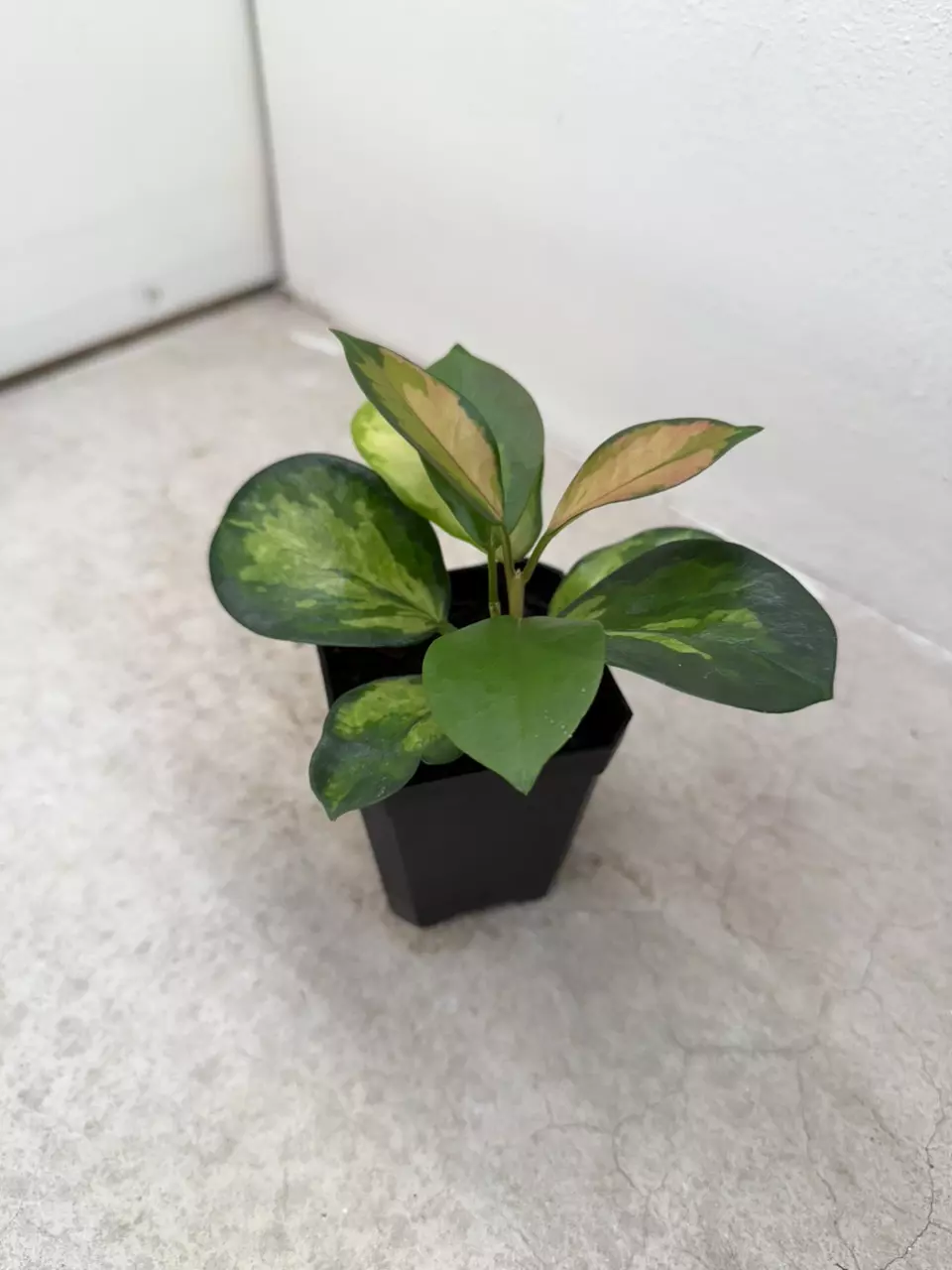 Hoya australis ‘Lisa’ thumbnail