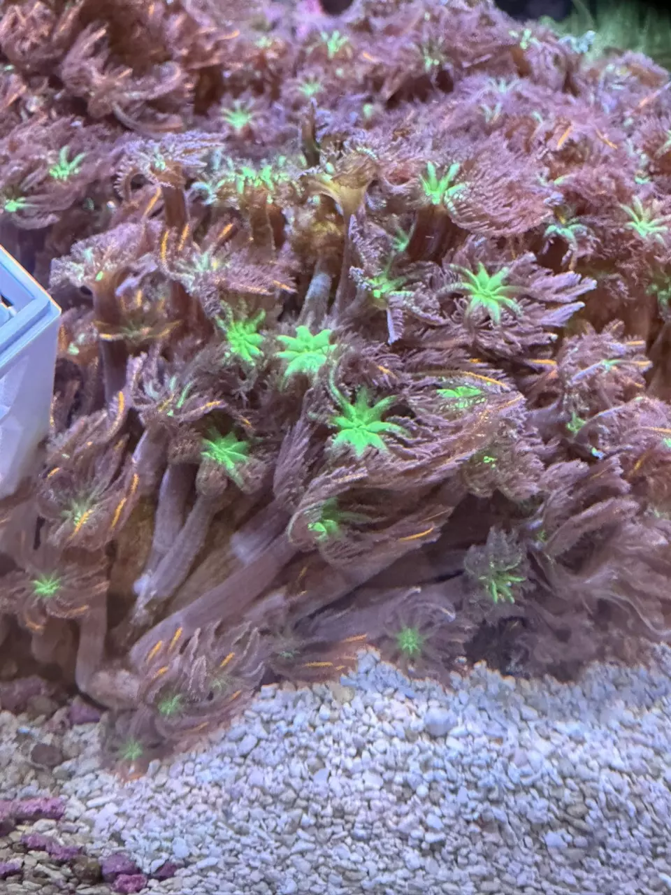 Fireworks Clove polyps - mini colony thumbnail