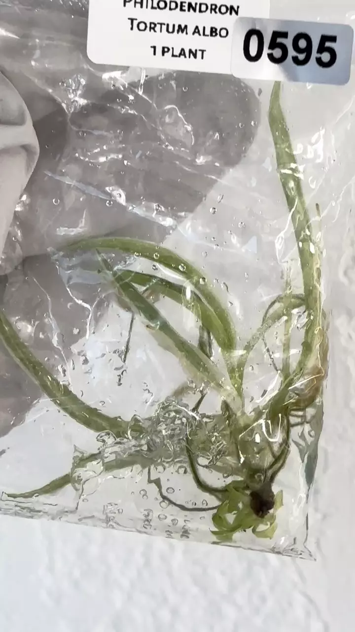 Philodendron Tortum albo tc in gel #595 thumbnail