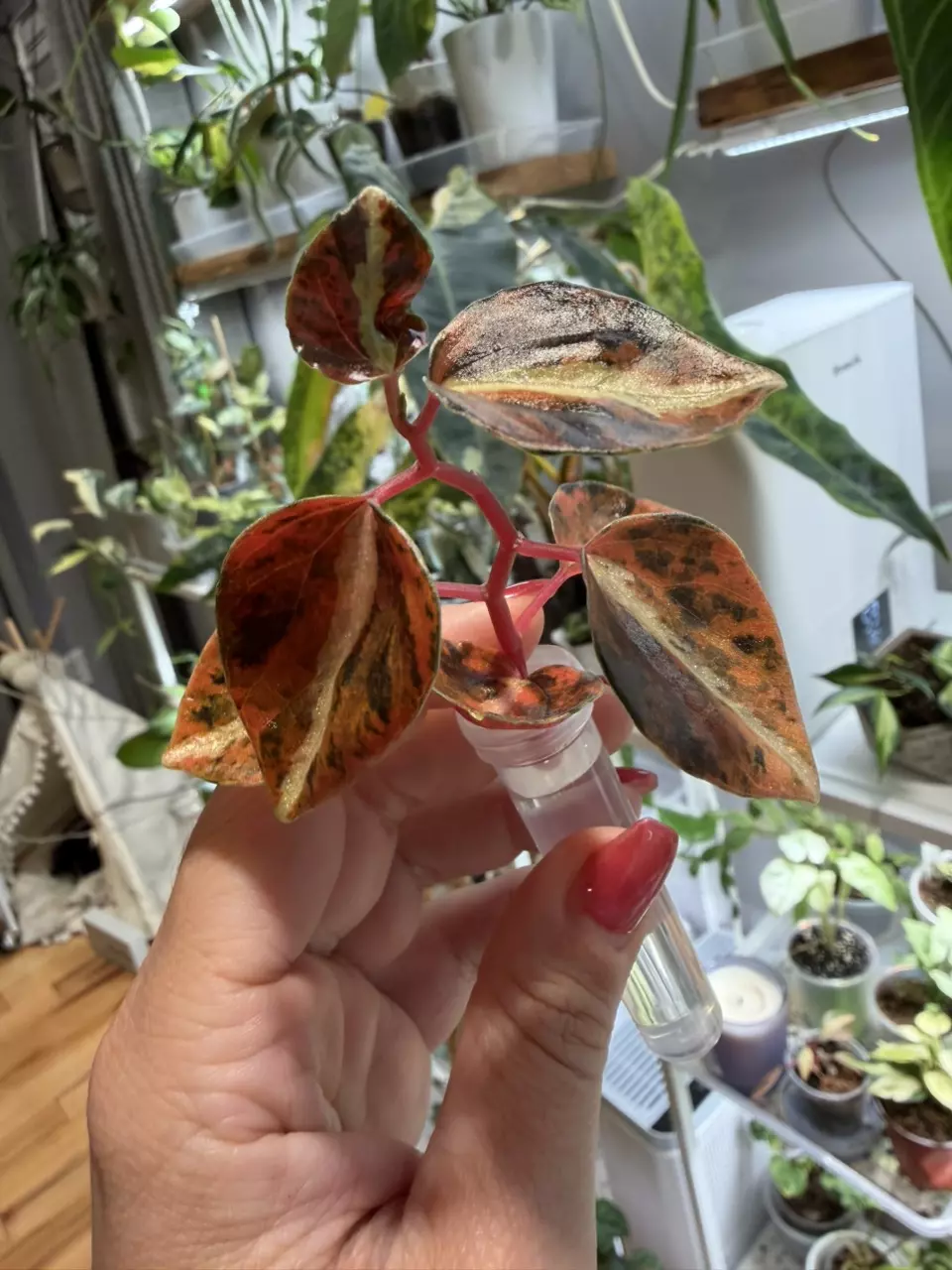 Peperomia Orange Creme Brûlée Highest Color thumbnail