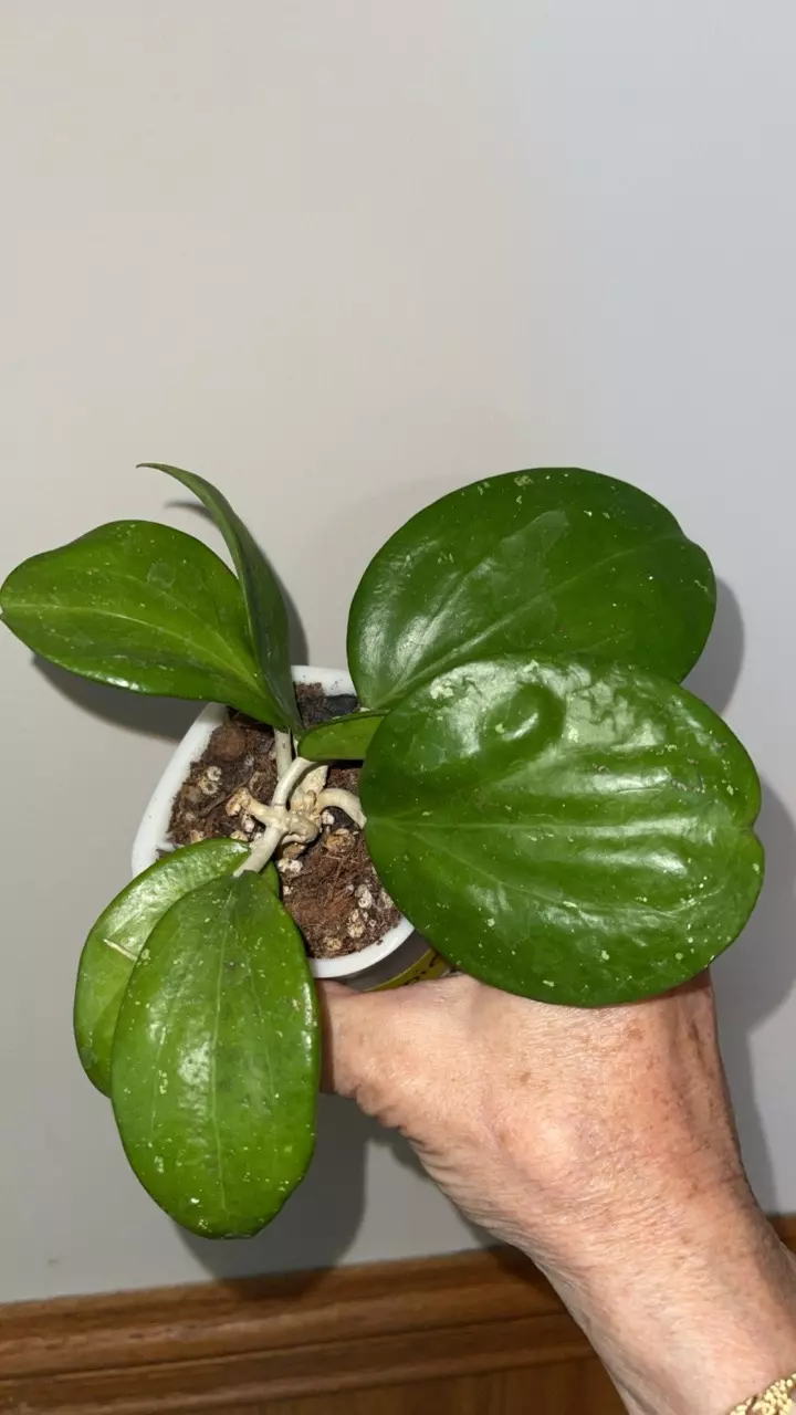 587 Hoya 'Genieve' (MB1141) thumbnail