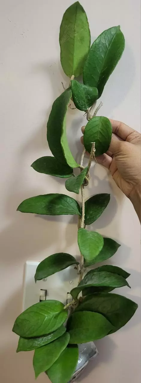 Hoya bai bua ( cutting only ) thumbnail