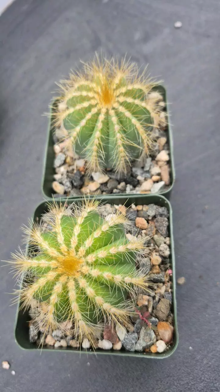 209 Notocactus magnificus (Parodia) thumbnail