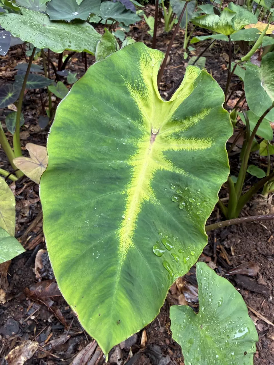 Colocasia No ID # 727 thumbnail