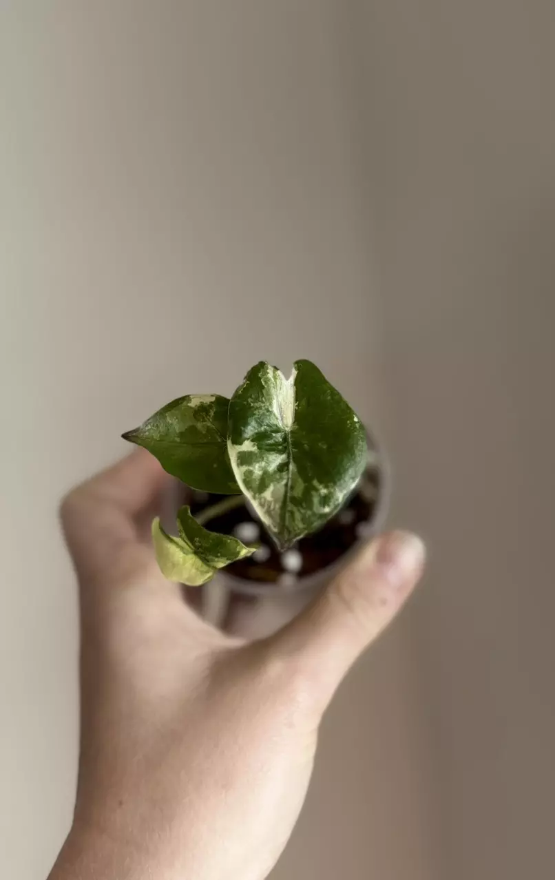 Alocasia Yucatán Pink thumbnail