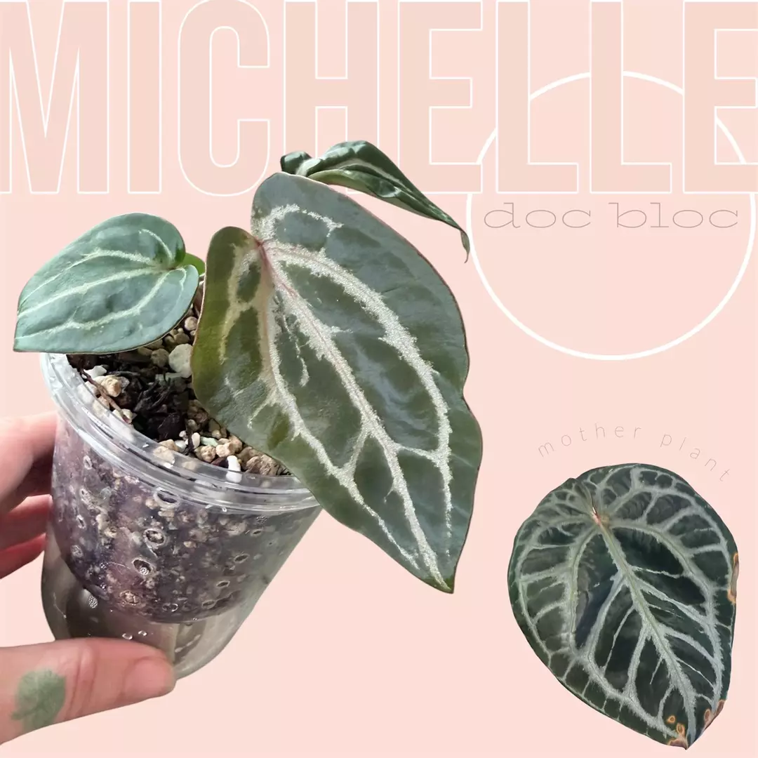 Doc block “Michelle” anthurium thumbnail