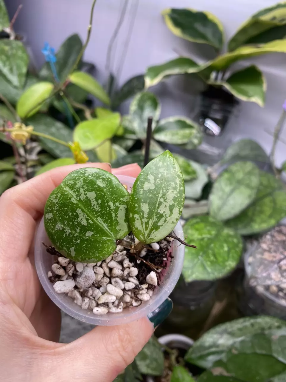 Hoya ‘Wibergiae Round Leaf' (DMW-001-C) [verticillata (ex. wibergiea) x unknown] thumbnail