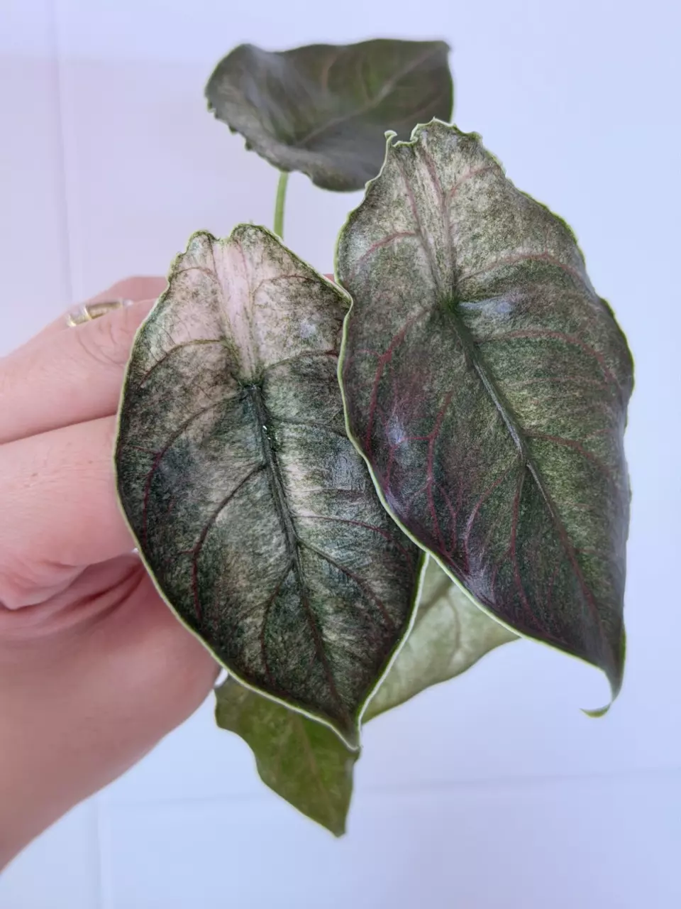 Azlanii Full Pink Mint *CORM thumbnail