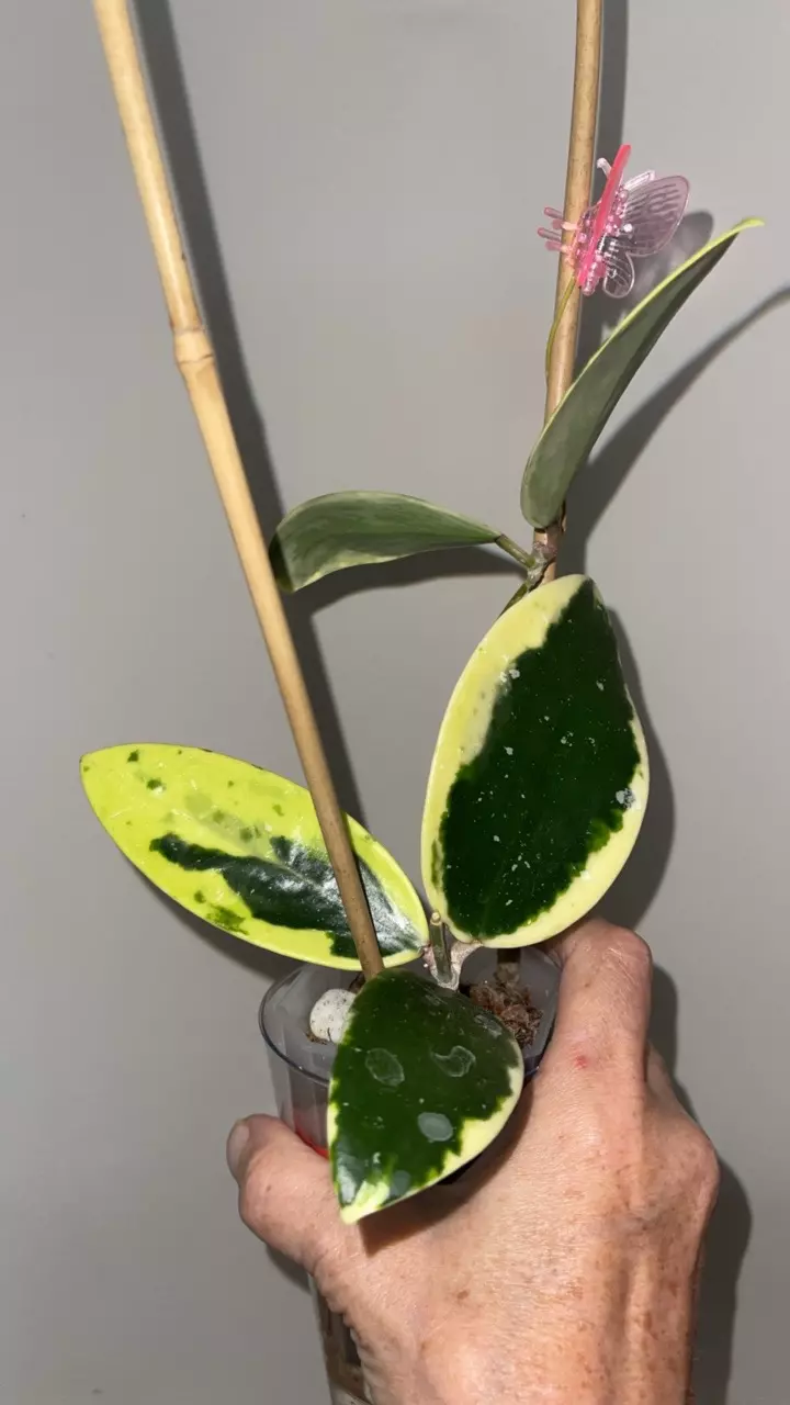 583 Hoya verticillata albomarginata large plant thumbnail