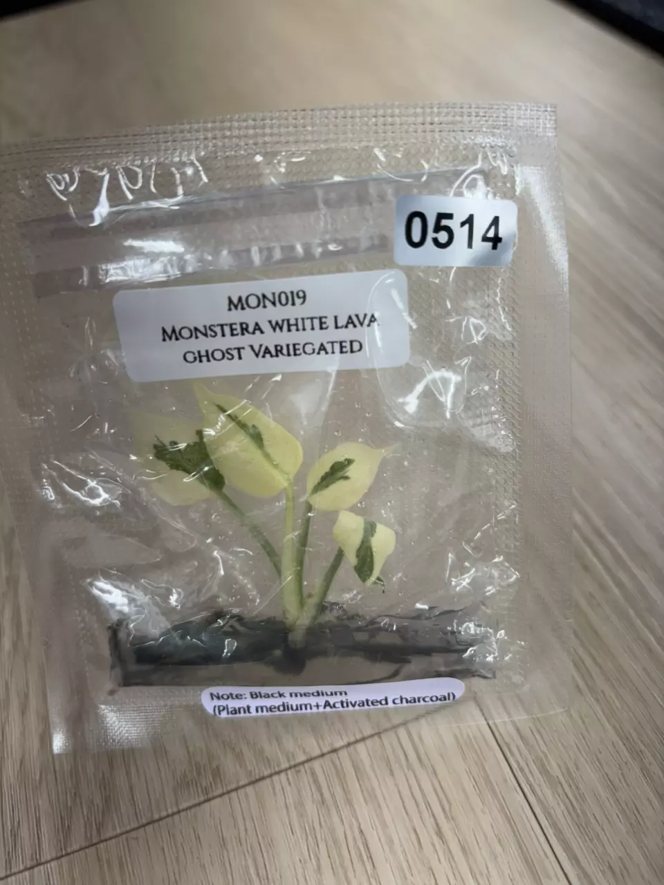 Monstera White Lava Ghost thumbnail