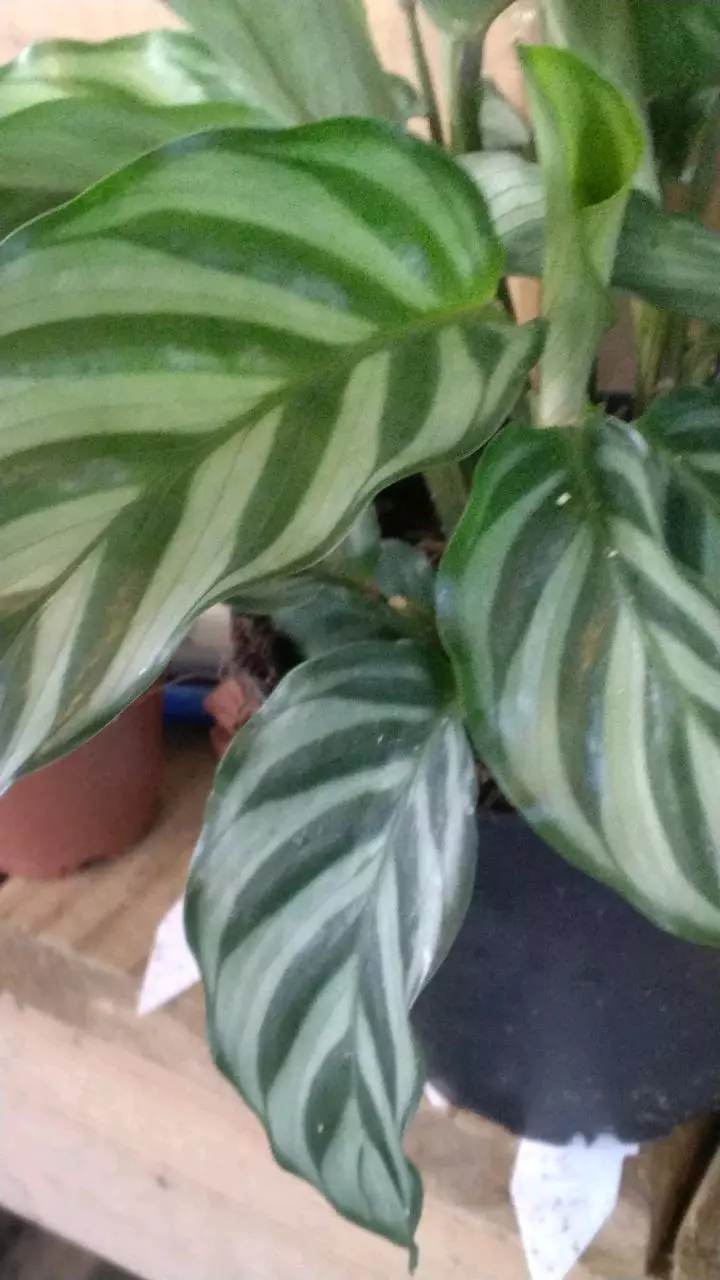 Calathia freddy thumbnail