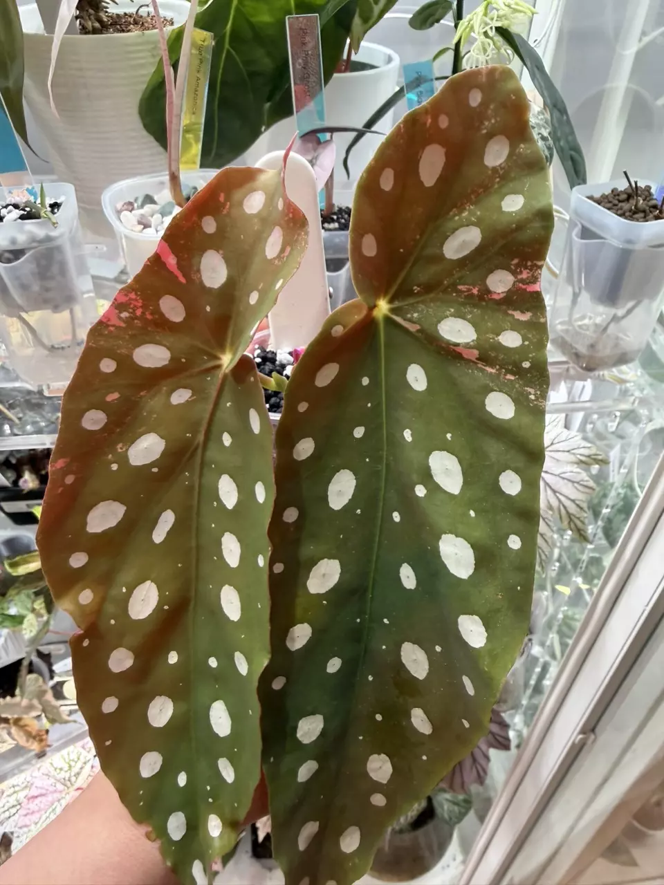 Begonia Pink Maculata thumbnail