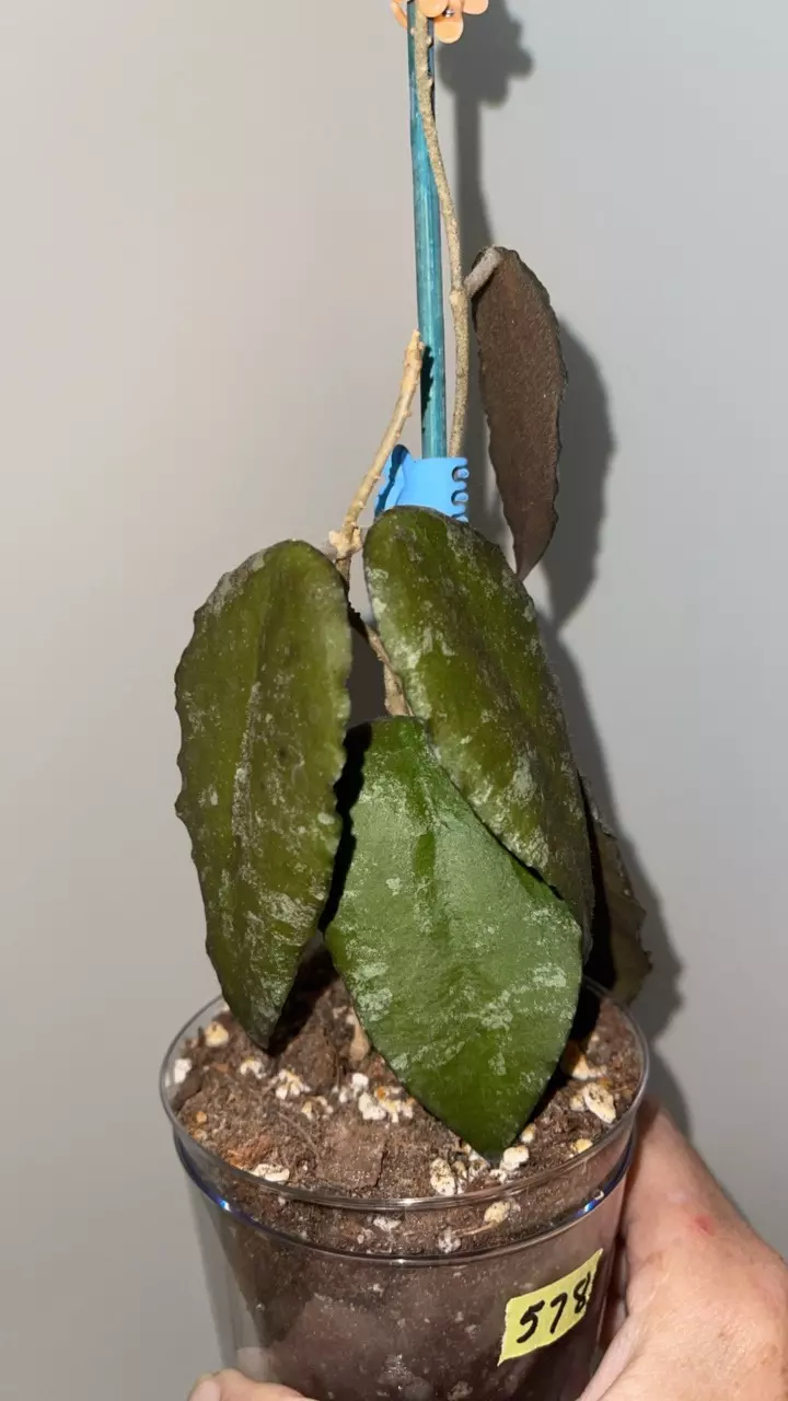 578 Hoya caudata large leaf thumbnail