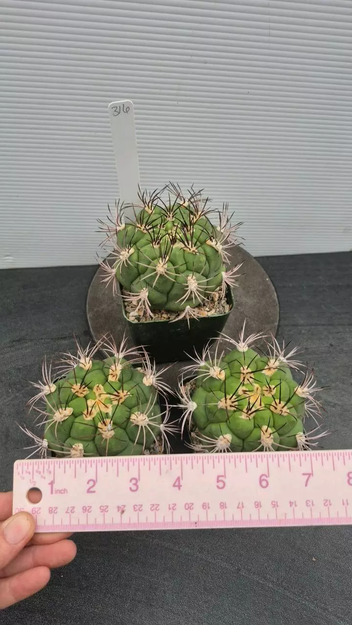 316 Gymno. saglionis "giant chin cactus" BIG Plants! thumbnail