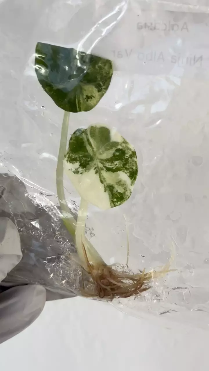 Alocasia ninja albo var flawless color #9 thumbnail