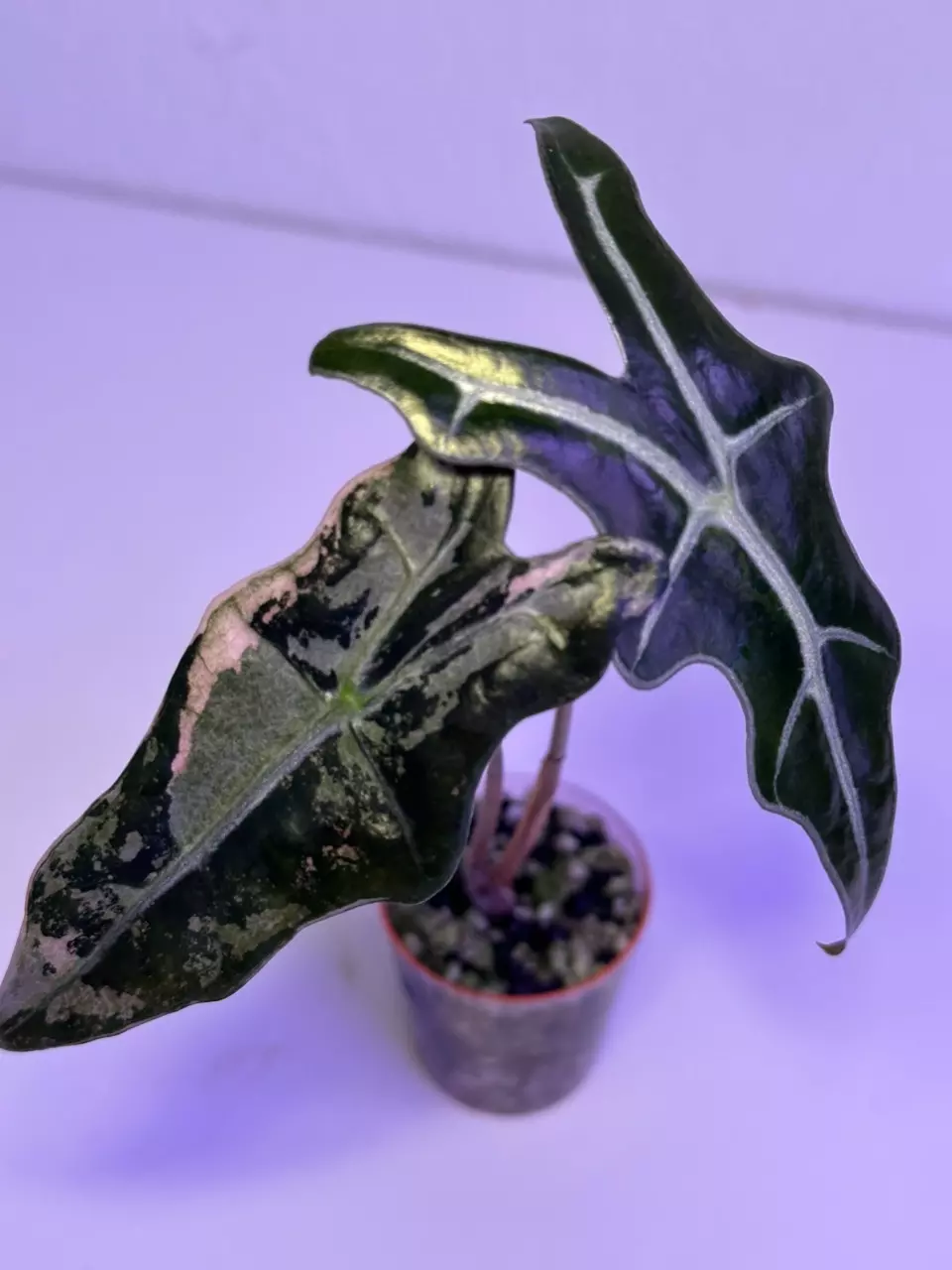 Nobilis pink thumbnail