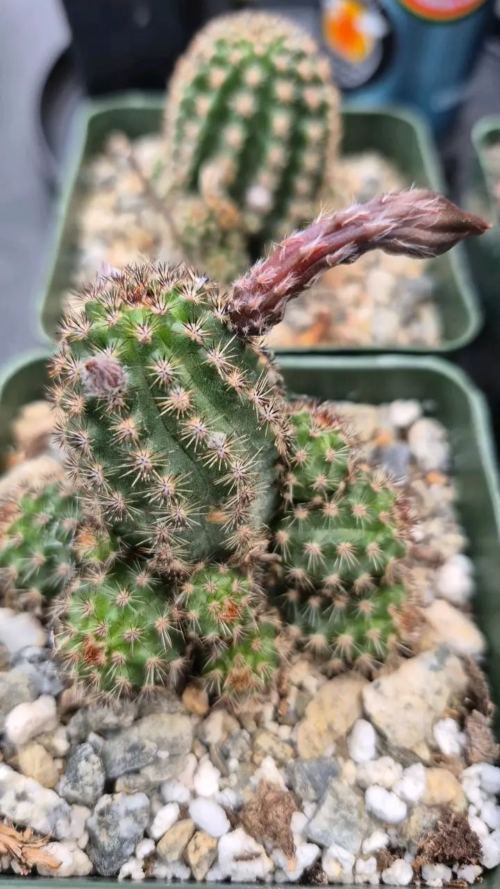 C8 Pygmaeocereus akersii thumbnail