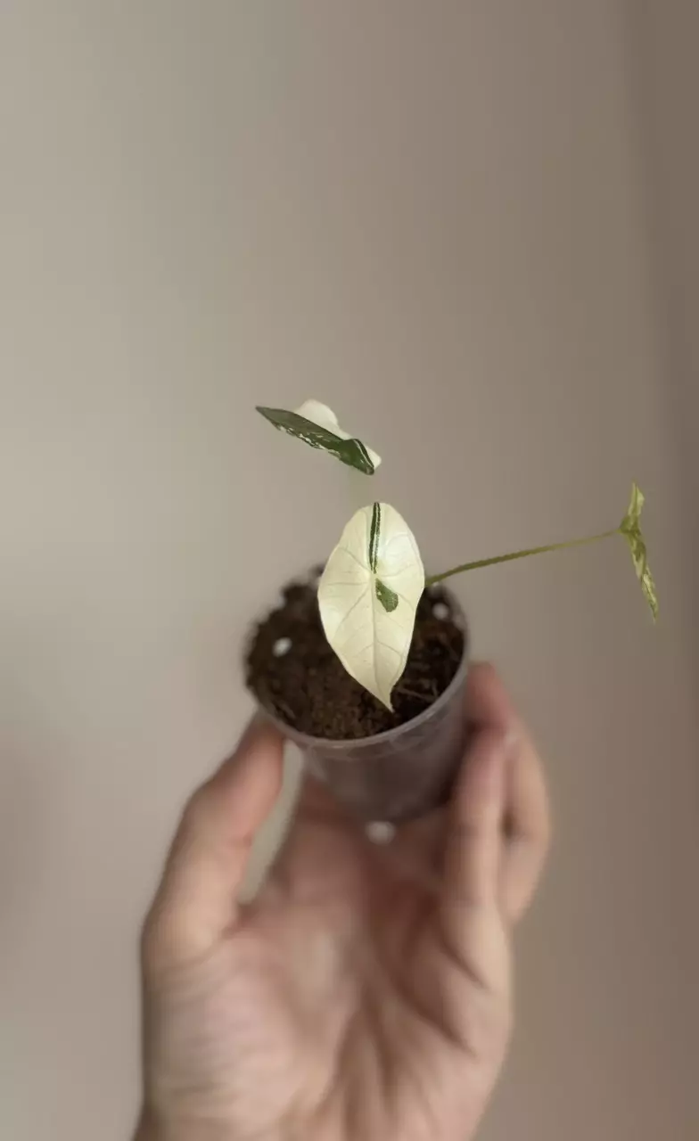 Alocasia Simpo Albo thumbnail