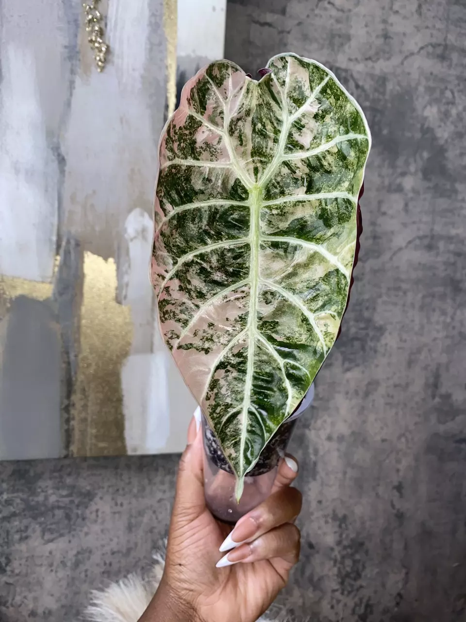 Alocasia Watsoniana Pink Corm thumbnail