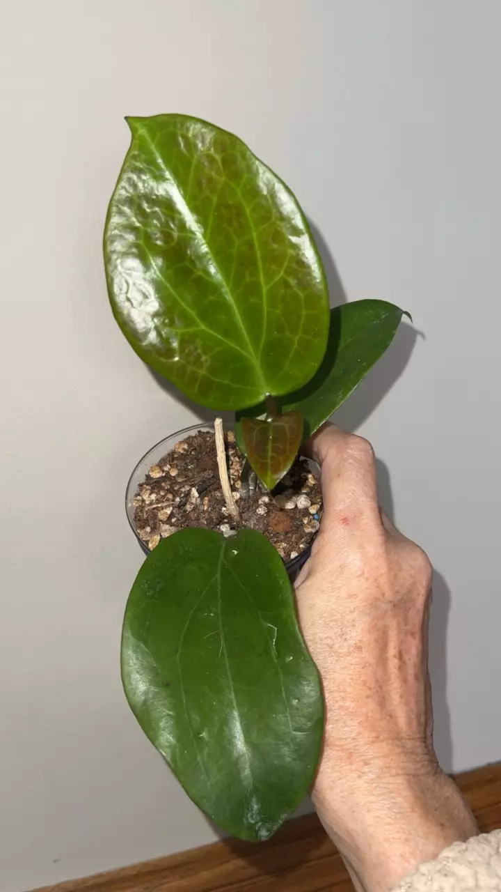 585 Hoya surigaoensis thumbnail
