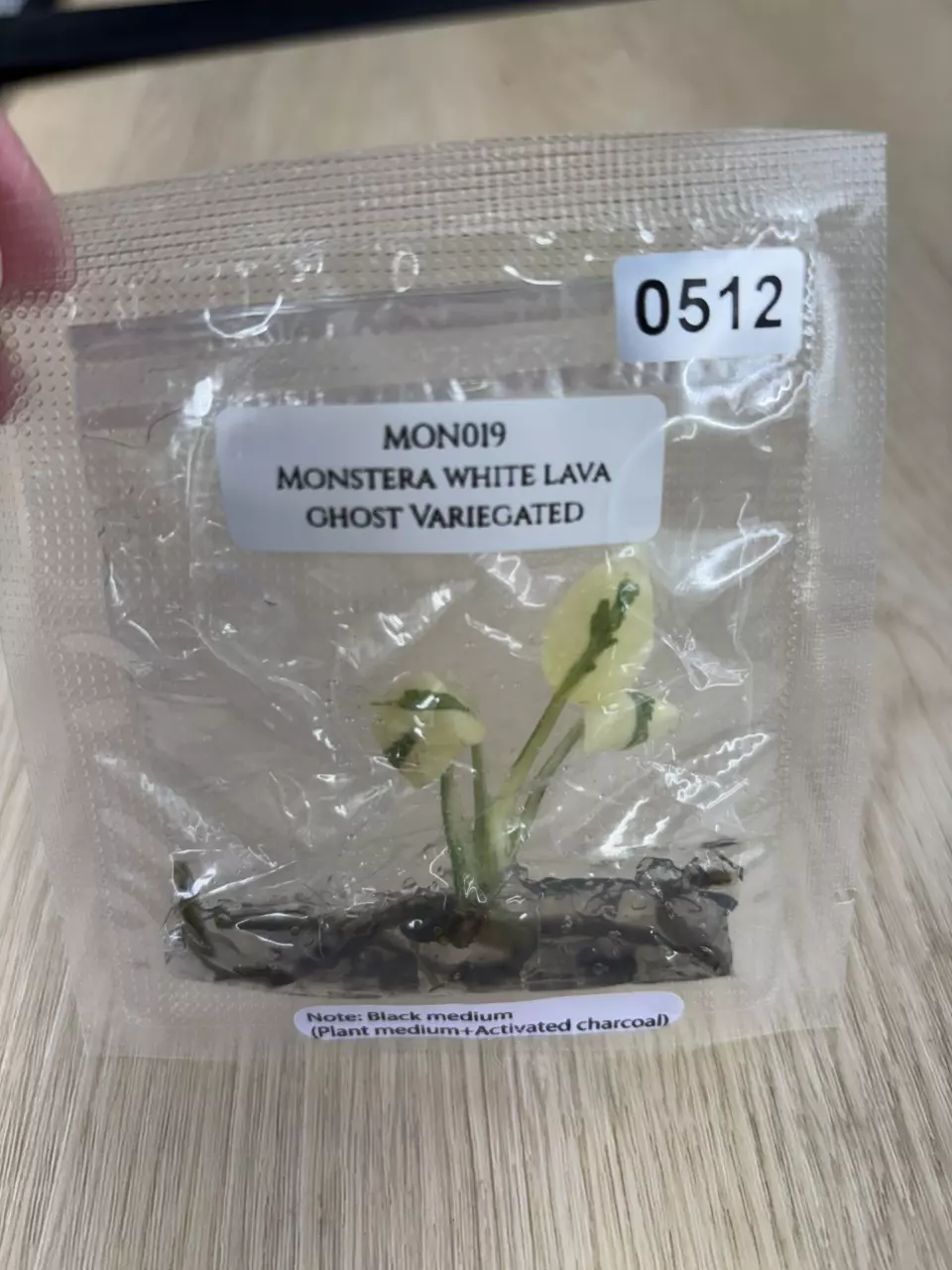 Monstera White Lava Ghost thumbnail