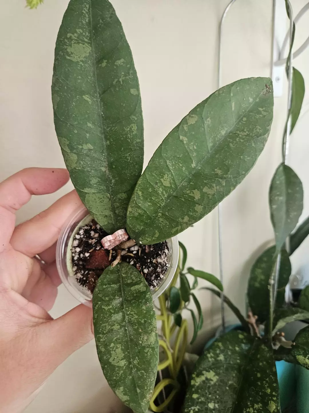Hoya Aceh Shogun 02 lightly rooted thumbnail