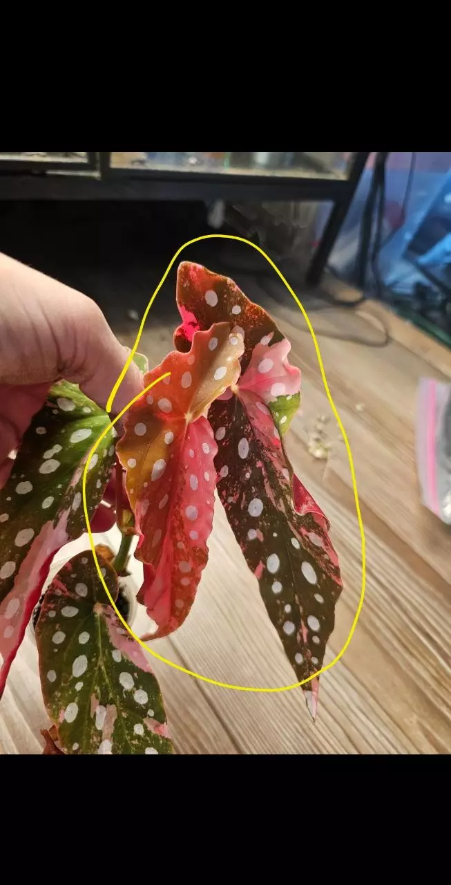 Begonia Pink Maculata fresh cut thumbnail