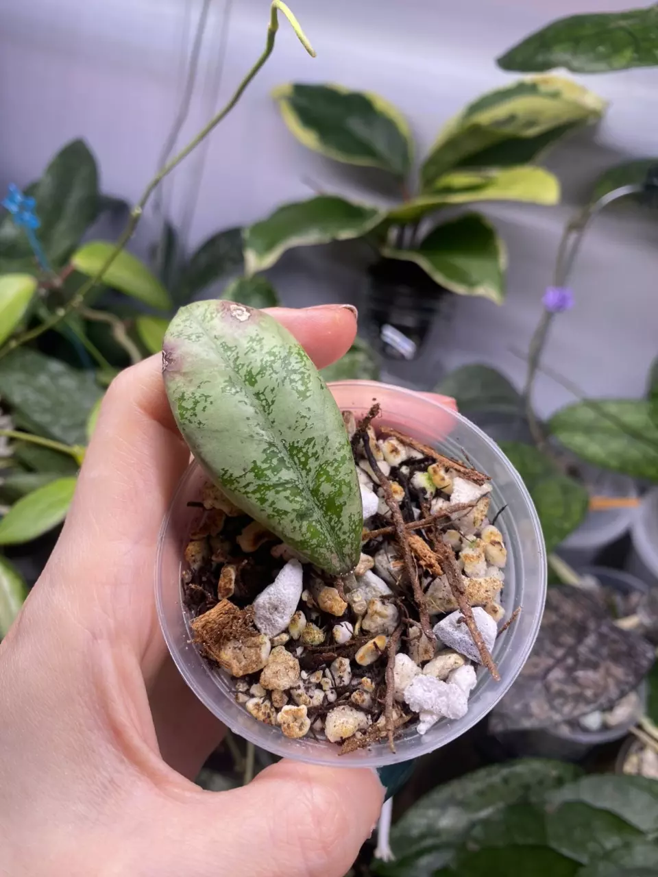 Hoya ‘Lorelai’ thumbnail