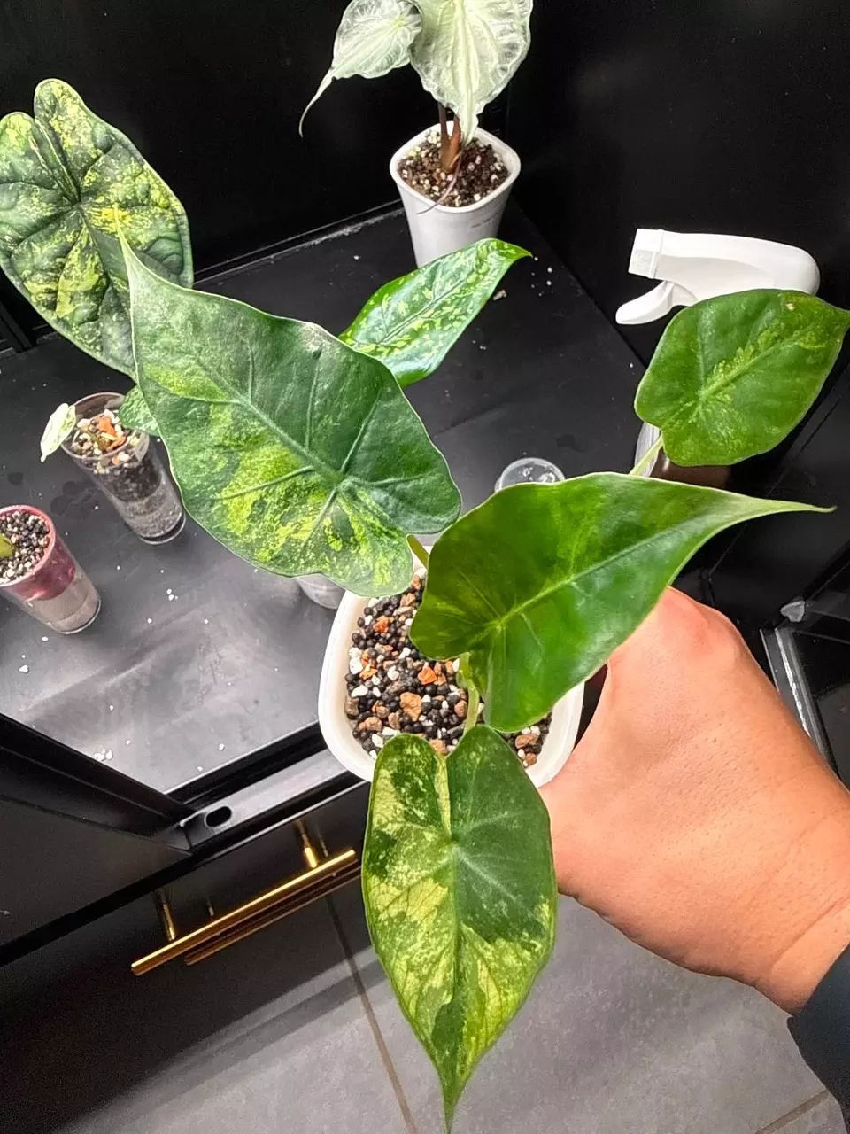 Alocasia Tyrion Corm thumbnail
