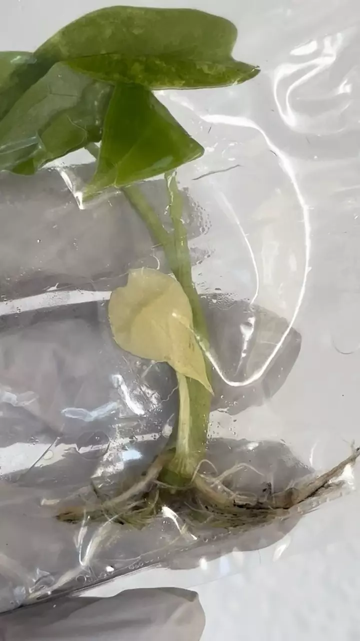 Alocasia Venusta aurea #5- one brown older leaf thumbnail