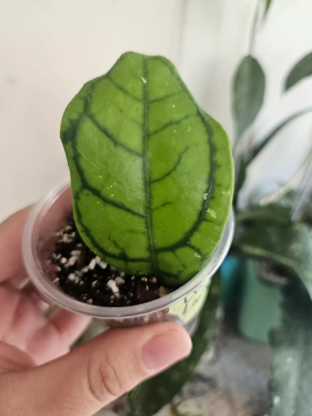 Hoya callistophyla ladybug #258 thumbnail