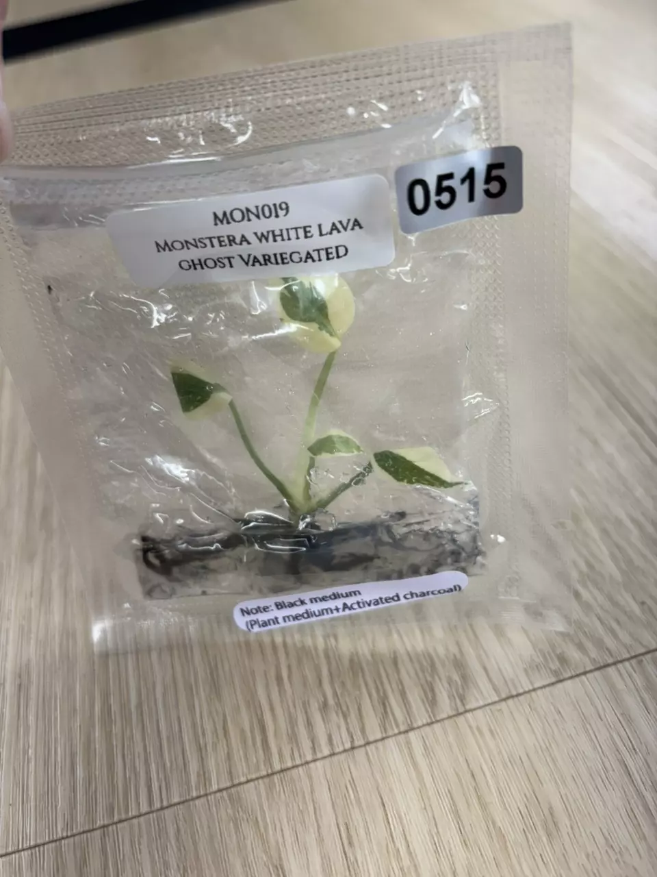 Monstera White Lava Ghost thumbnail