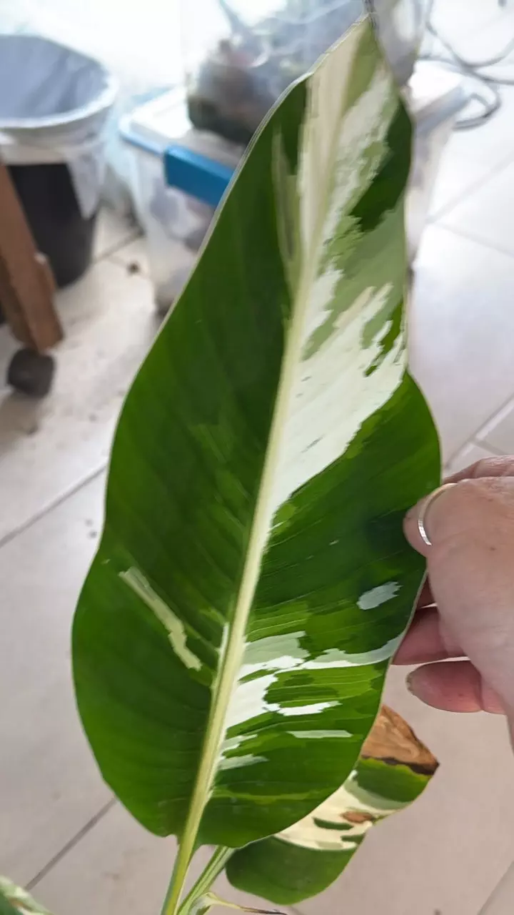 Banana MUSA Variegata THICCC thumbnail